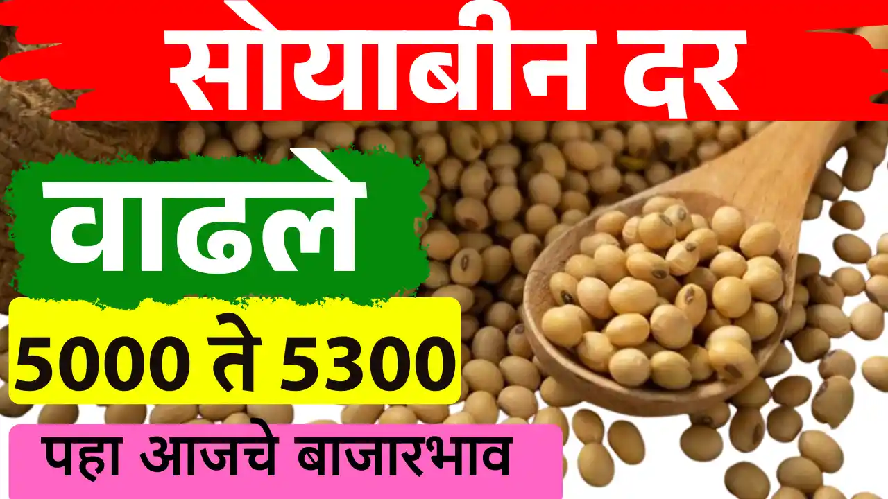 Soyabin bajar-bhav